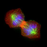 INCENP (red) localization in a dividing cell, also stained for microtubules (green) and DNA (blue). Click on the thumbnail to view and manipulate the image in OMERO.